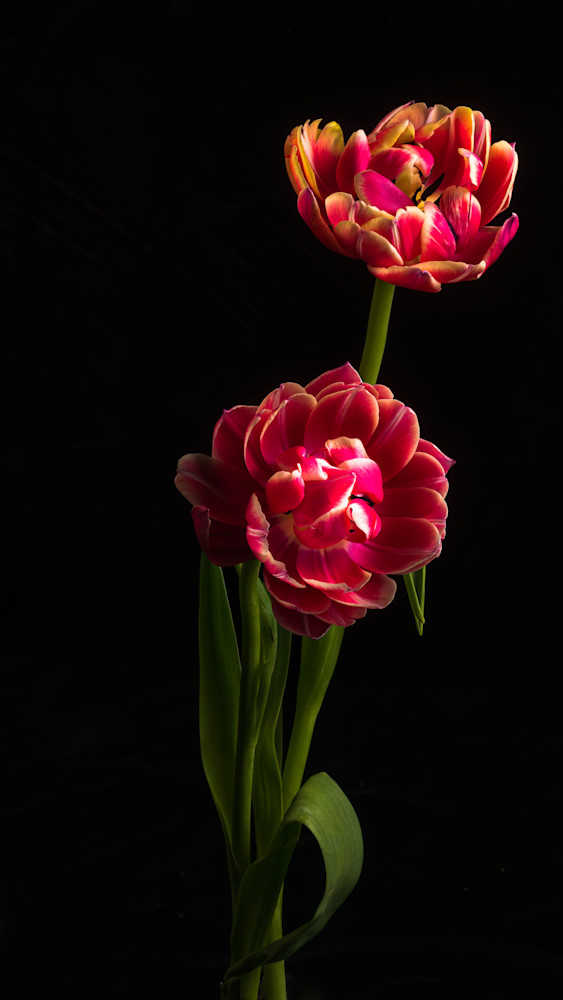Double Tulip Duet Fine-Art Print
