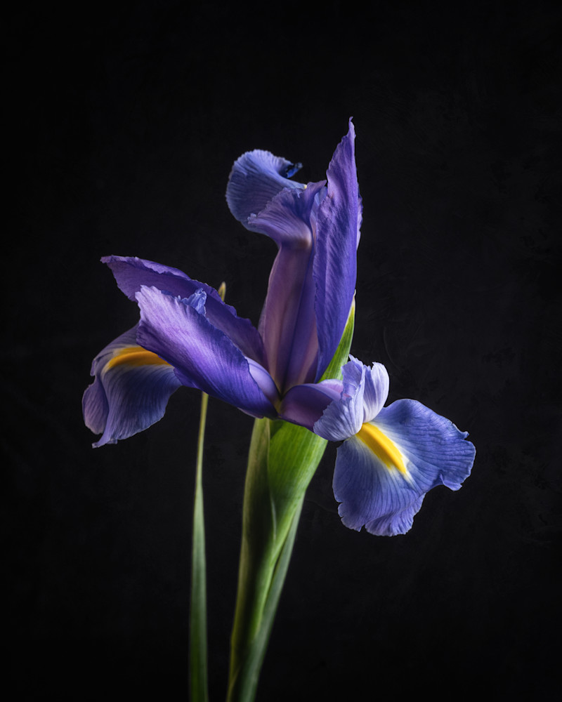 In a dark purple mood?  This Iris blossom sure is.