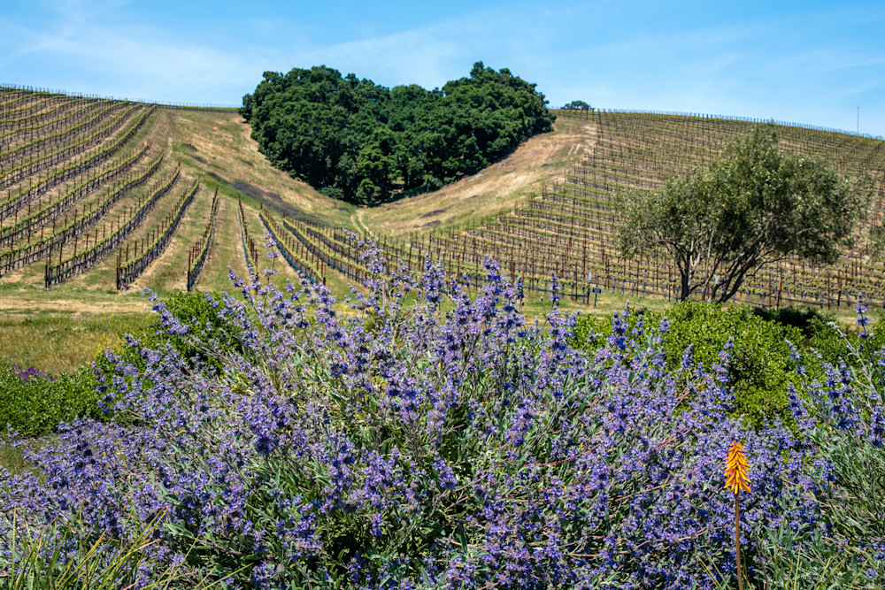 Grape Love Photography Art | Greg Starnes Phtography