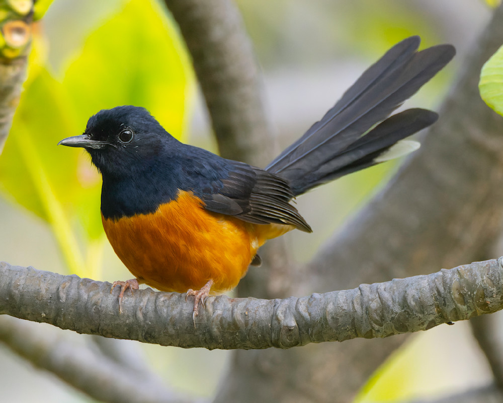 White Rumped Shama With Tail Up Photography Art | Mike Soegtrop Photography