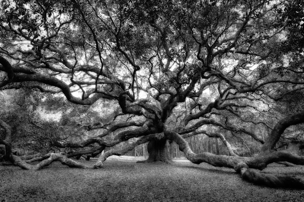"Oak of the Angels" (BW) - Charleston, SC - Renee Sullivan Photography - Fine Art Prints
