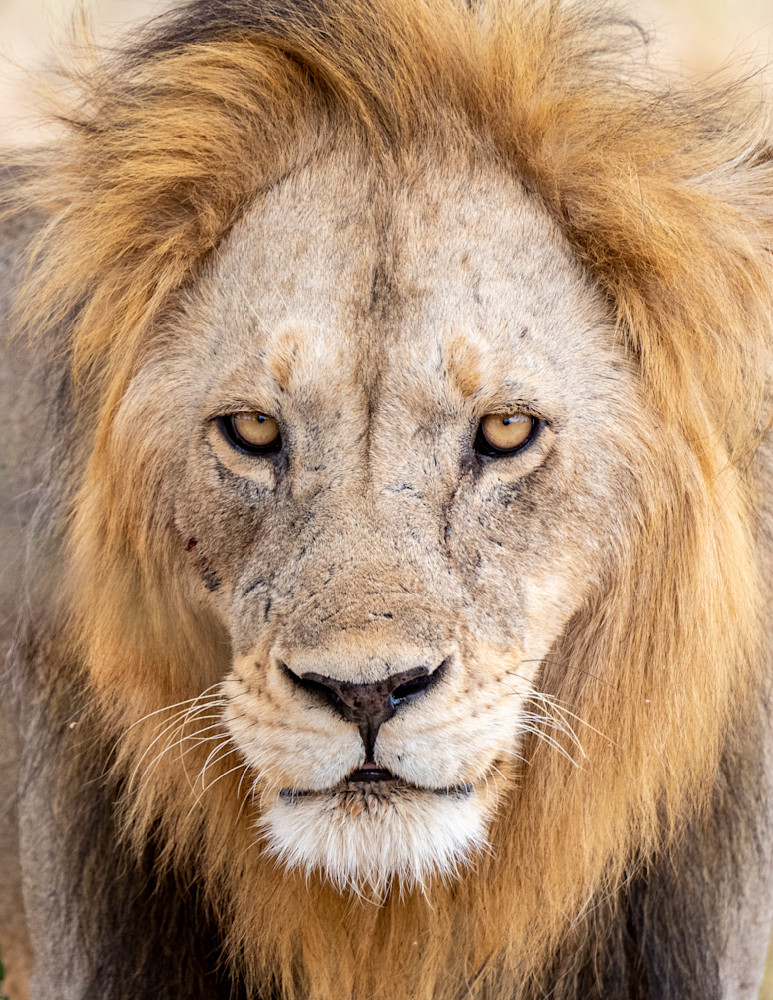 The Stare Photography Art | Dawn McDonald Photography