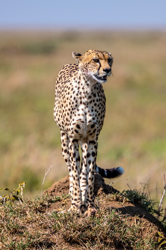 Cheetah Photography Art | Dawn McDonald Photography