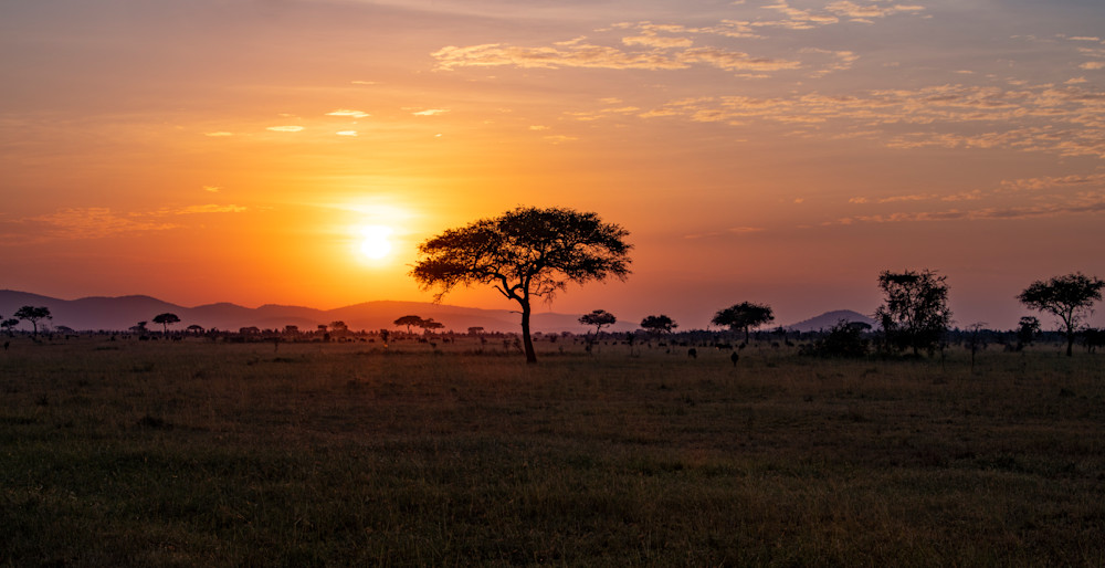 Sunrise Over The Serengeti Photography Art | Dawn McDonald Photography