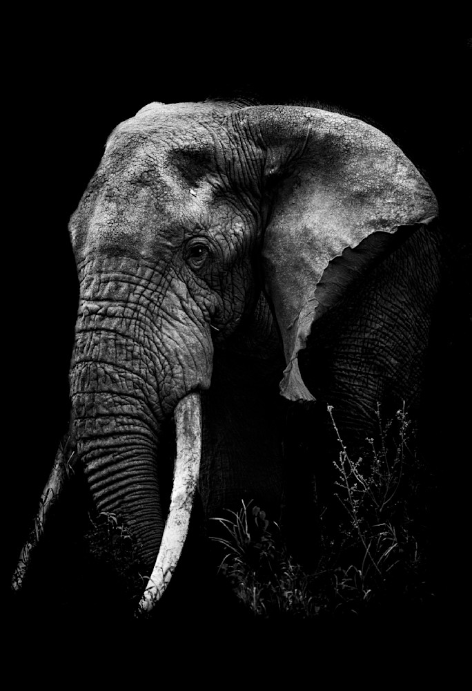 Elephant Bull Photography Art | Dawn McDonald Photography