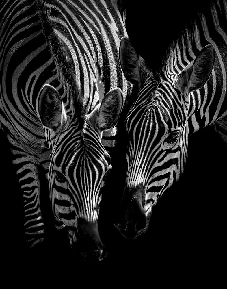 Zebras Drinking Photography Art | Dawn McDonald Photography