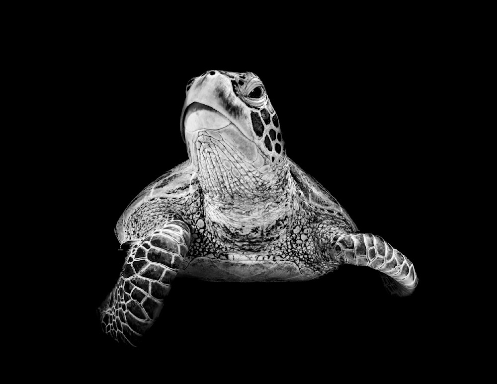 Endangered  Green Turtle Photography Art | Dawn McDonald Photography