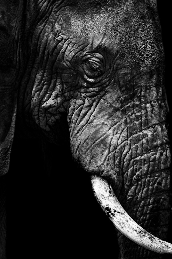 Elephant Profile Photography Art | Dawn McDonald Photography