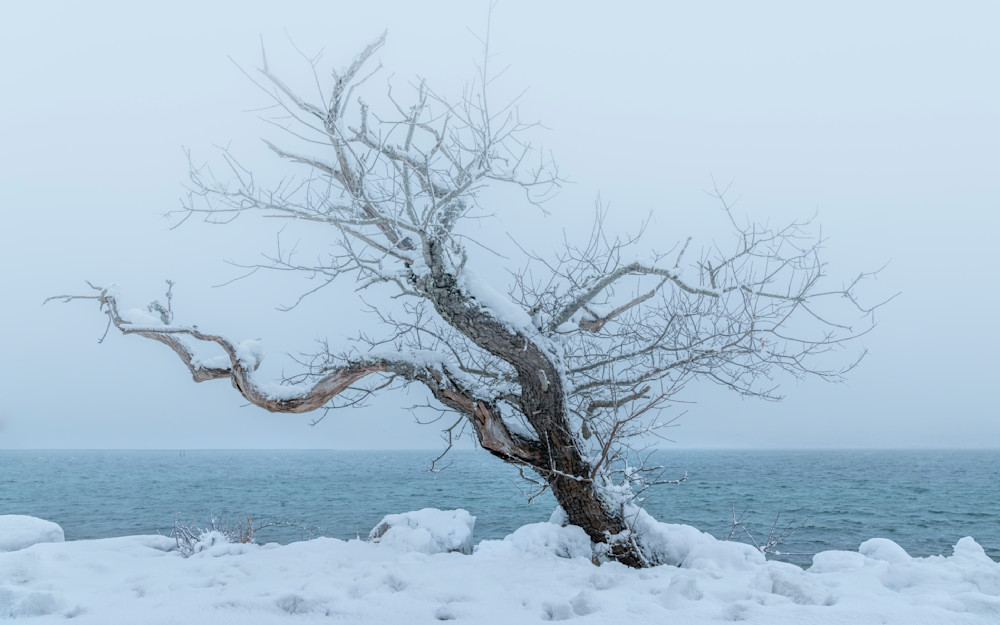 Snowy Tree Photography Art | Dawn McDonald Photography