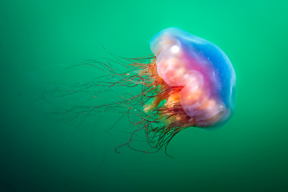 Lions Mane Jellyfish Photography Art | Dawn McDonald Photography