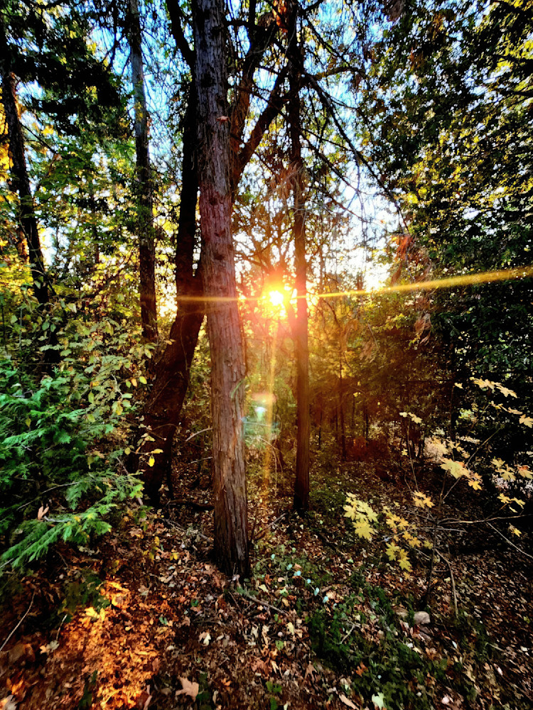 Peeking Light Art | Dawn Hickey