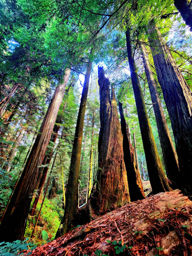 Twisted Redwood Art | Dawn Hickey