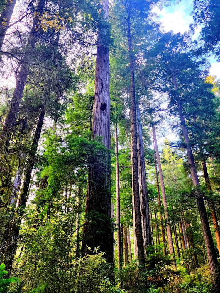 Knotty Tree Art | Dawn Hickey