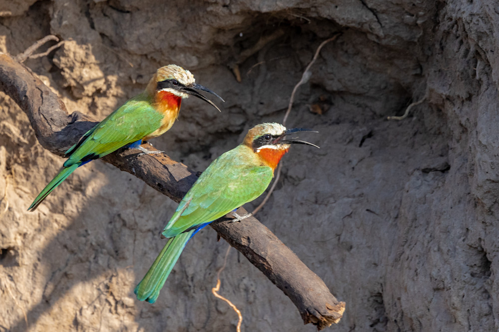 White Fronted Bee Eater Photography Art | Collections by Carol