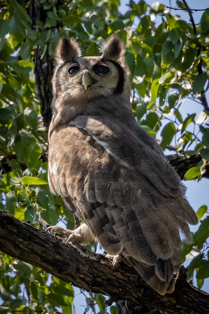 Verreaux Eagle Owl Photography Art | Collections by Carol