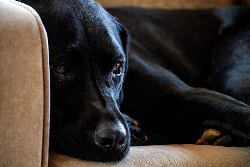 Dog Tired Photography Art | Playful Gallery by Rob Harrison