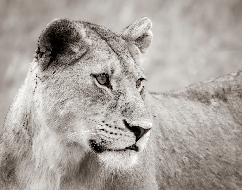 Lioness Portrait In Sepia Photography Art | Dawn McDonald Photography