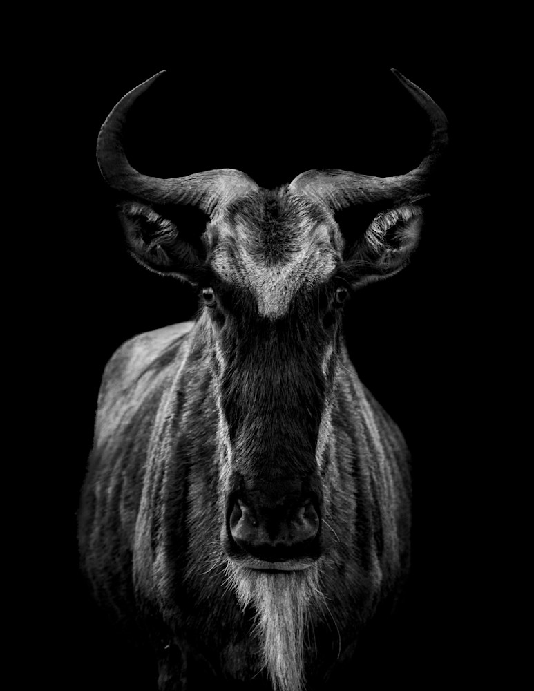Portrait Of A Wildebeest Photography Art | Dawn McDonald Photography