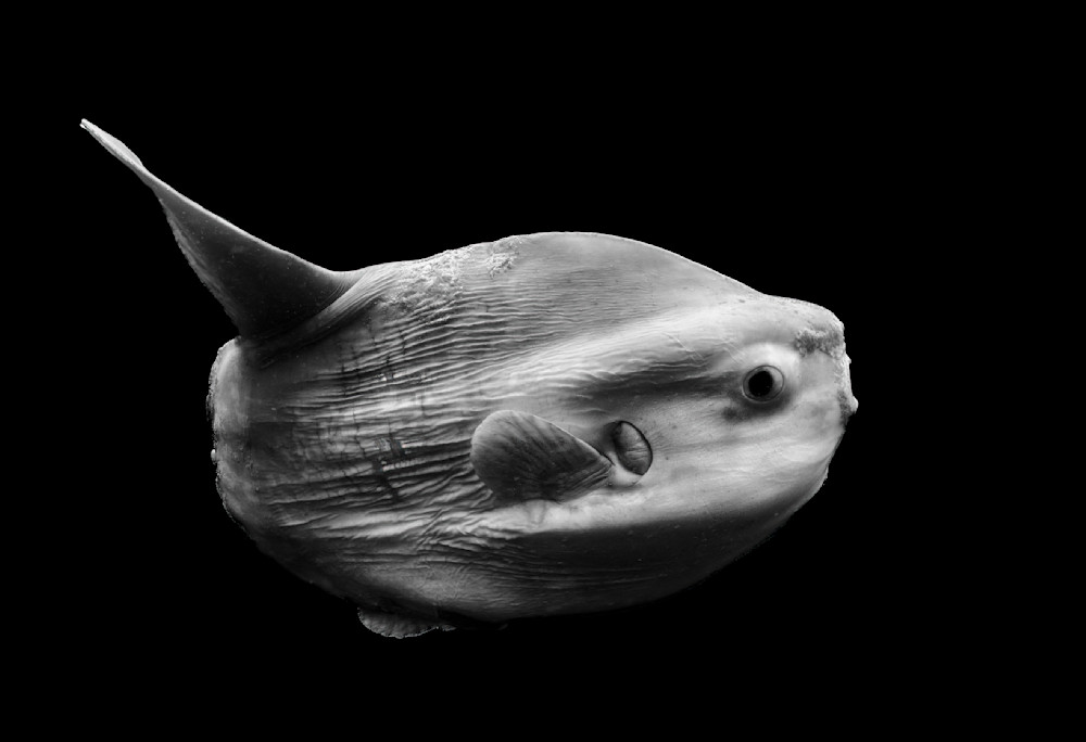 Mola In Black Photography Art | Dawn McDonald Photography