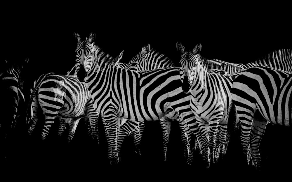 Zebra Herd Photography Art | Dawn McDonald Photography