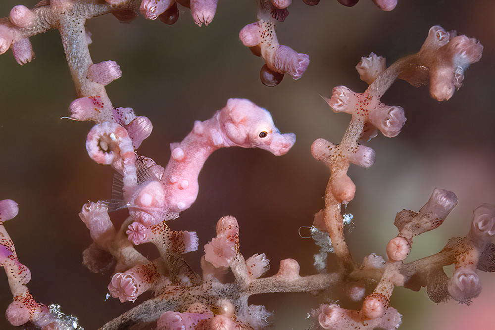 Purple Denise Pygmy Swimming Photography Art | Dawn McDonald Photography