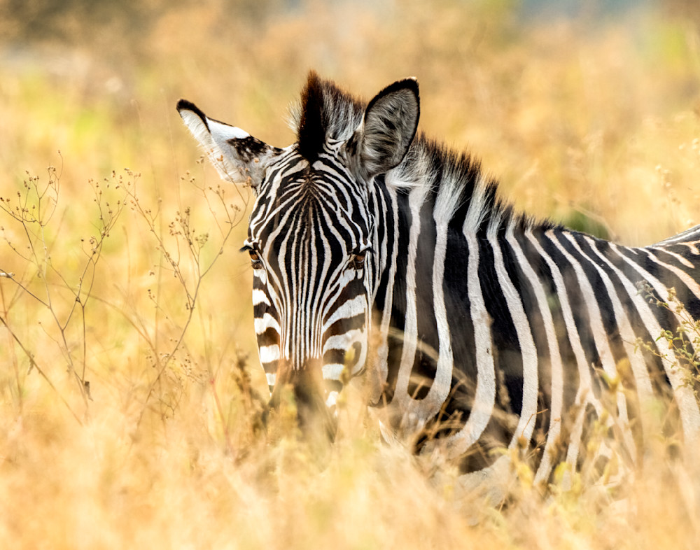 Zebra In Soft Grass Photography Art | Dawn McDonald Photography