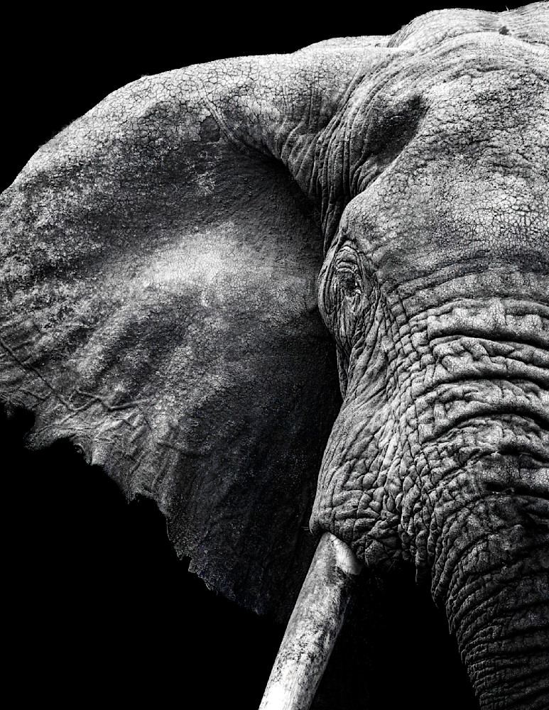 Elephant Portrait Photography Art | Dawn McDonald Photography