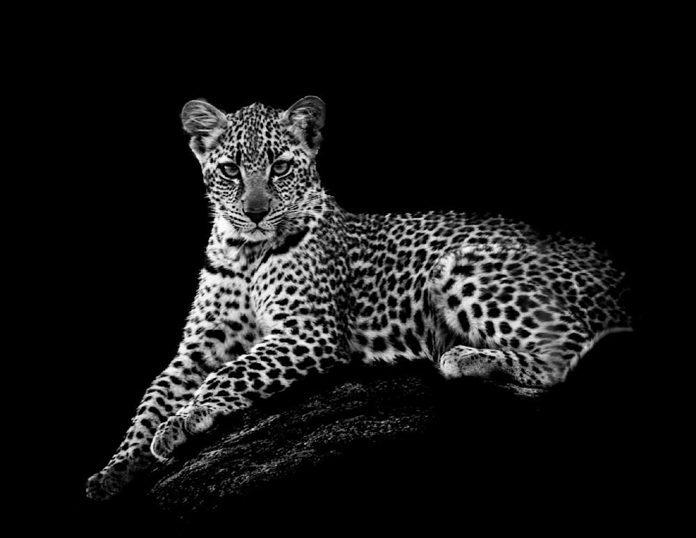Leopard Cub Photography Art | Dawn McDonald Photography