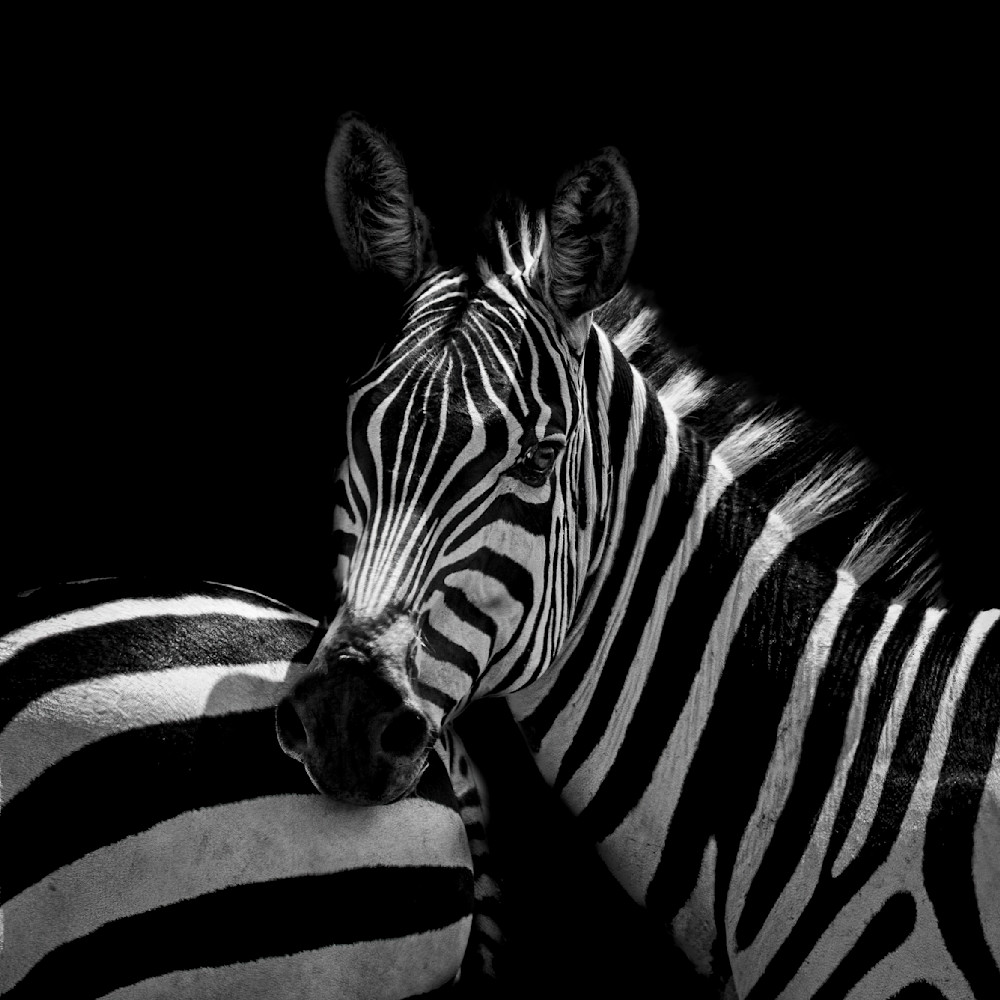 Sweet Zebra Photography Art | Dawn McDonald Photography