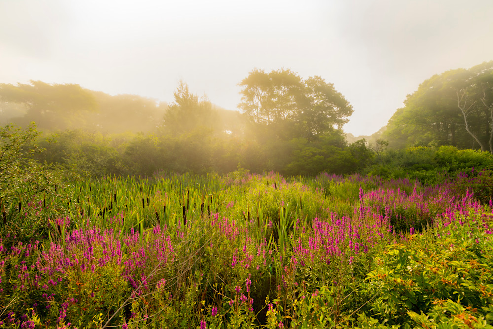 Misty Summer Morning Photography Art | Dawn McDonald Photography