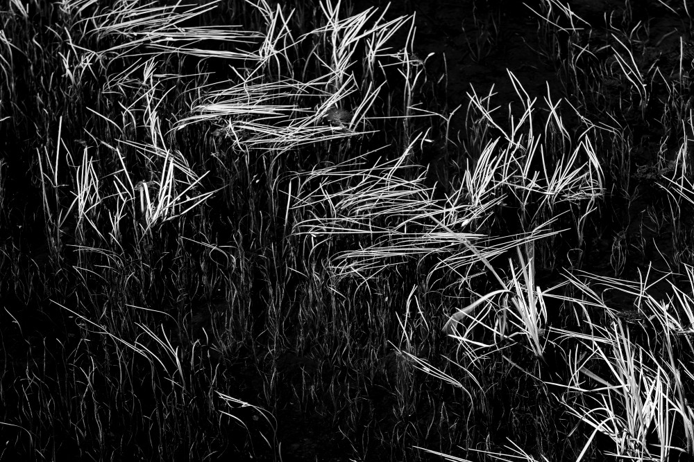 Reeds in Water,Along Ashton-Flagg  Road, Teton National Park, Wyoming
