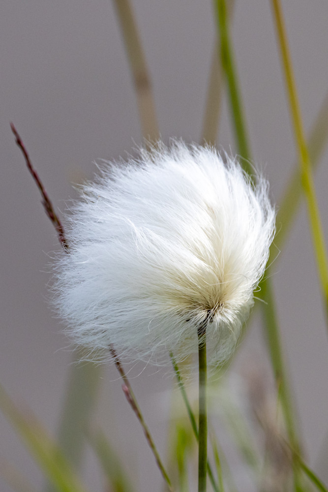 Cotton Grass Of Iceland Photography Art | Collections by Carol