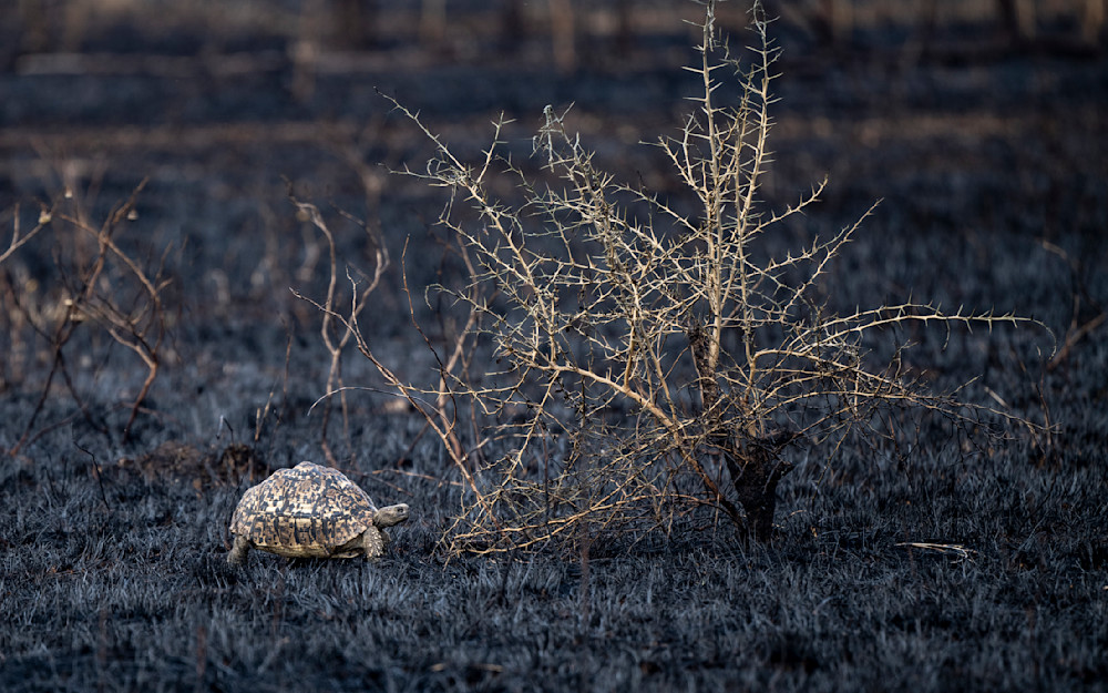 Leopard Tortoise Photography Art | Dawn McDonald Photography