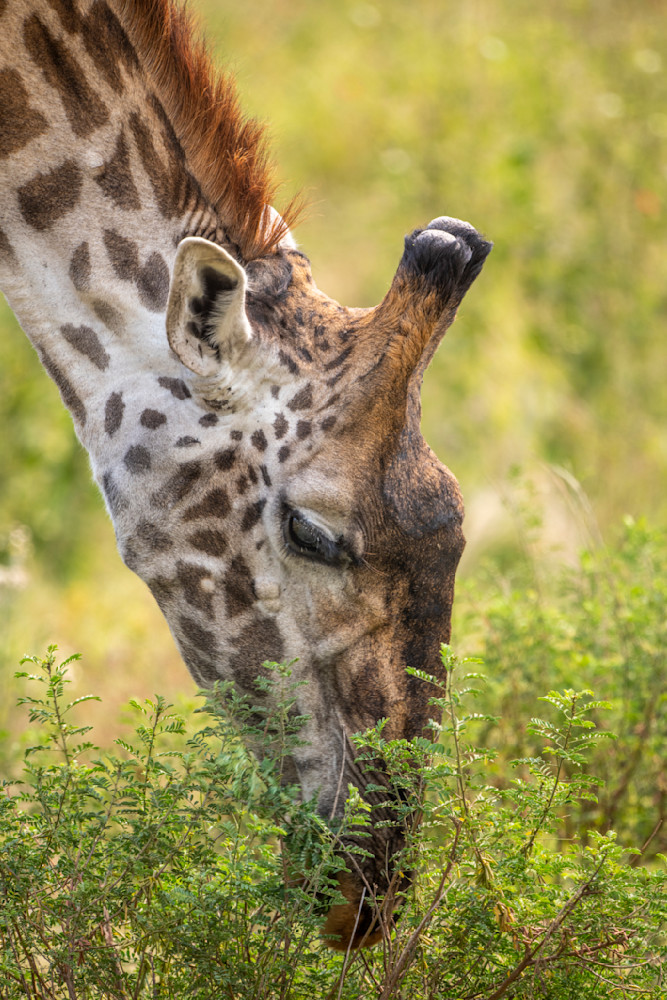 Giraffe Photography Art | Dawn McDonald Photography