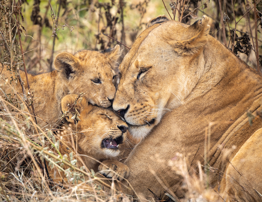 Love  Mother And Cubs Photography Art | Dawn McDonald Photography