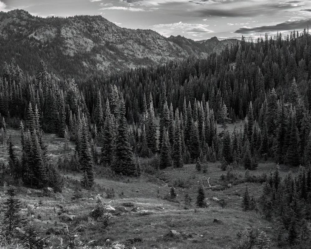 Alpine Meadows, Chinook Pass, Washington, 2022