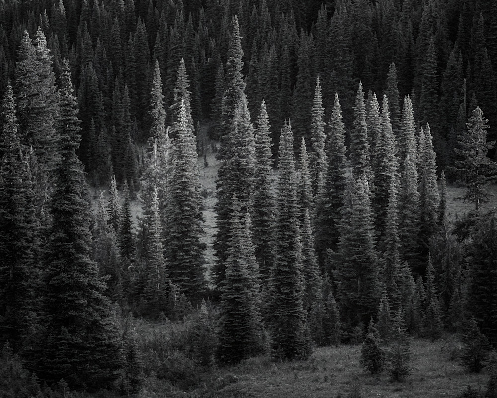 Forest, Chinook Pass, Washington, 2022