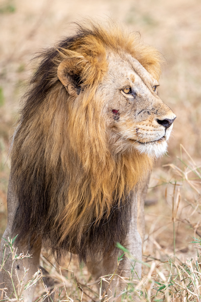 Tarangire Lion Photography Art | Dawn McDonald Photography