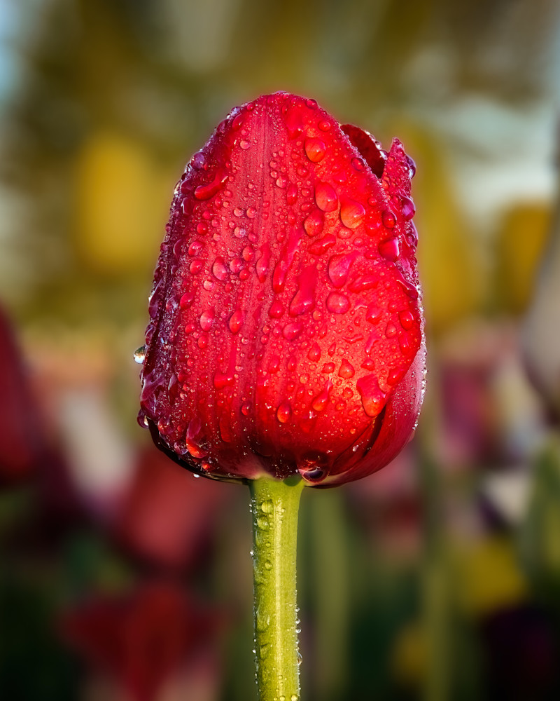"Dewy Red Tulip I" | Fine Art Photography by Dennis Caskey