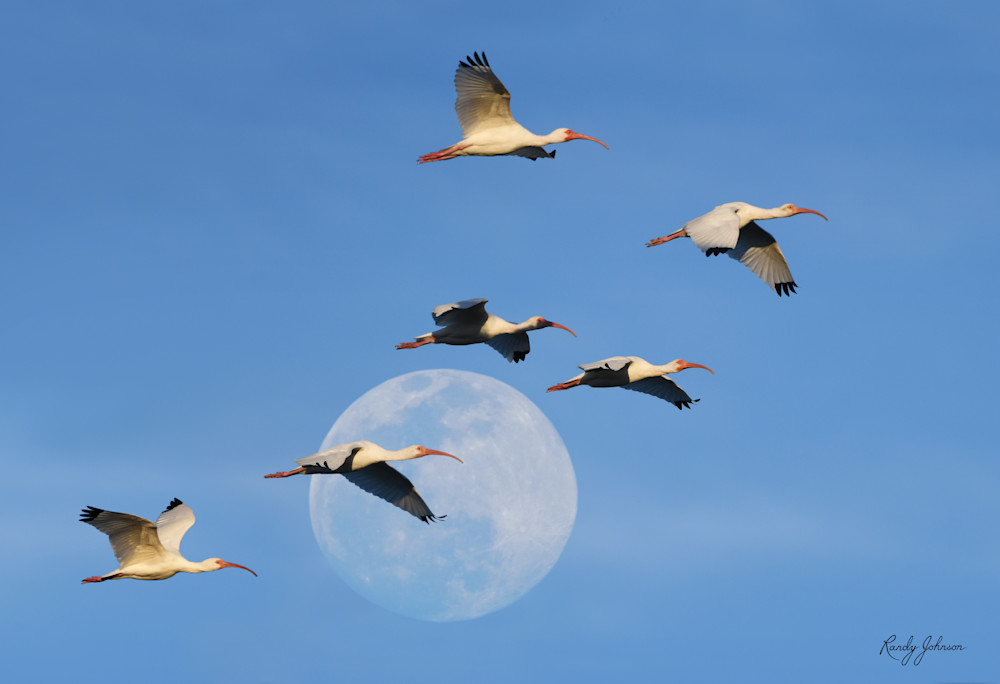 Ibis-Moonrise