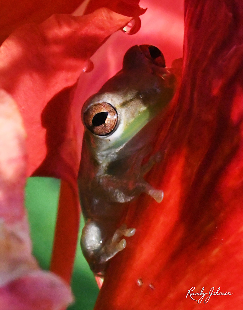 Tree-Frog-in-the-Flowers
