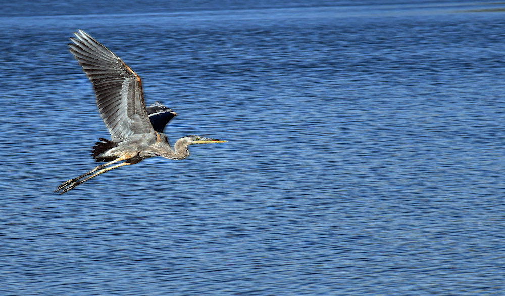 Great Blue Heron