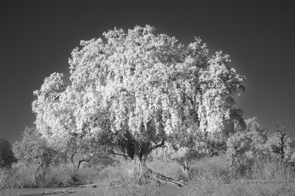 Mashatu Tree Photography Art | Gretchen Shepherd Photography / Images by Gretchen