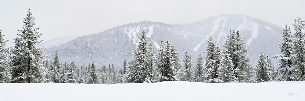 Northstar View Through Winter Trees   Narrow Photography Art | Niobe Burden Fine Art Photography