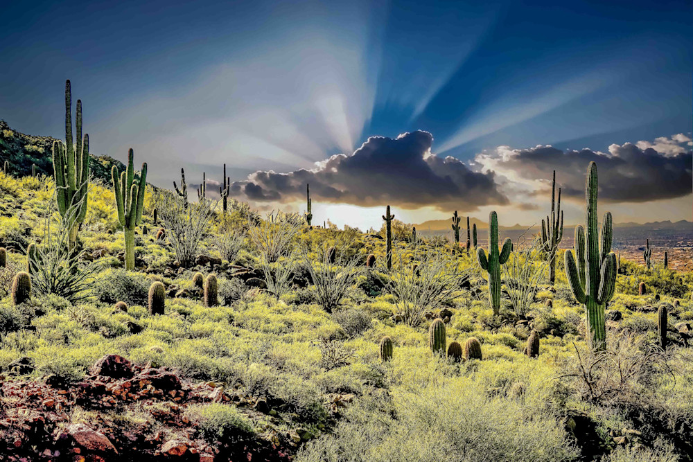 Sunrise & Saguaro At Usery Mountain Photography Art | NKF Fine ART