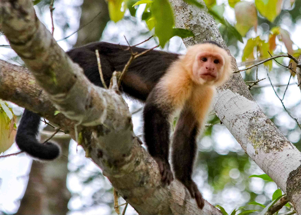Capuchin Monkey Photography Art | NKF Fine ART