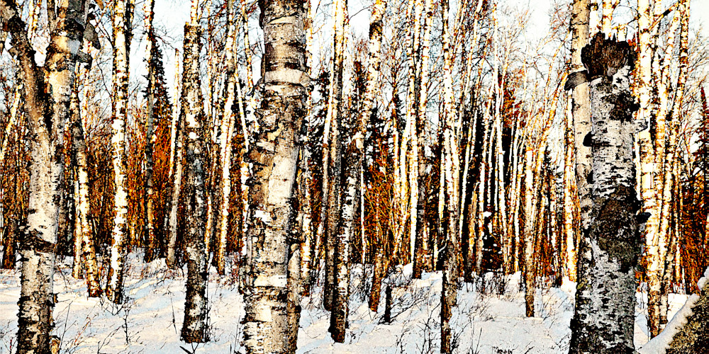 Winter Birch Dream Photography Art | Chris Sandberg