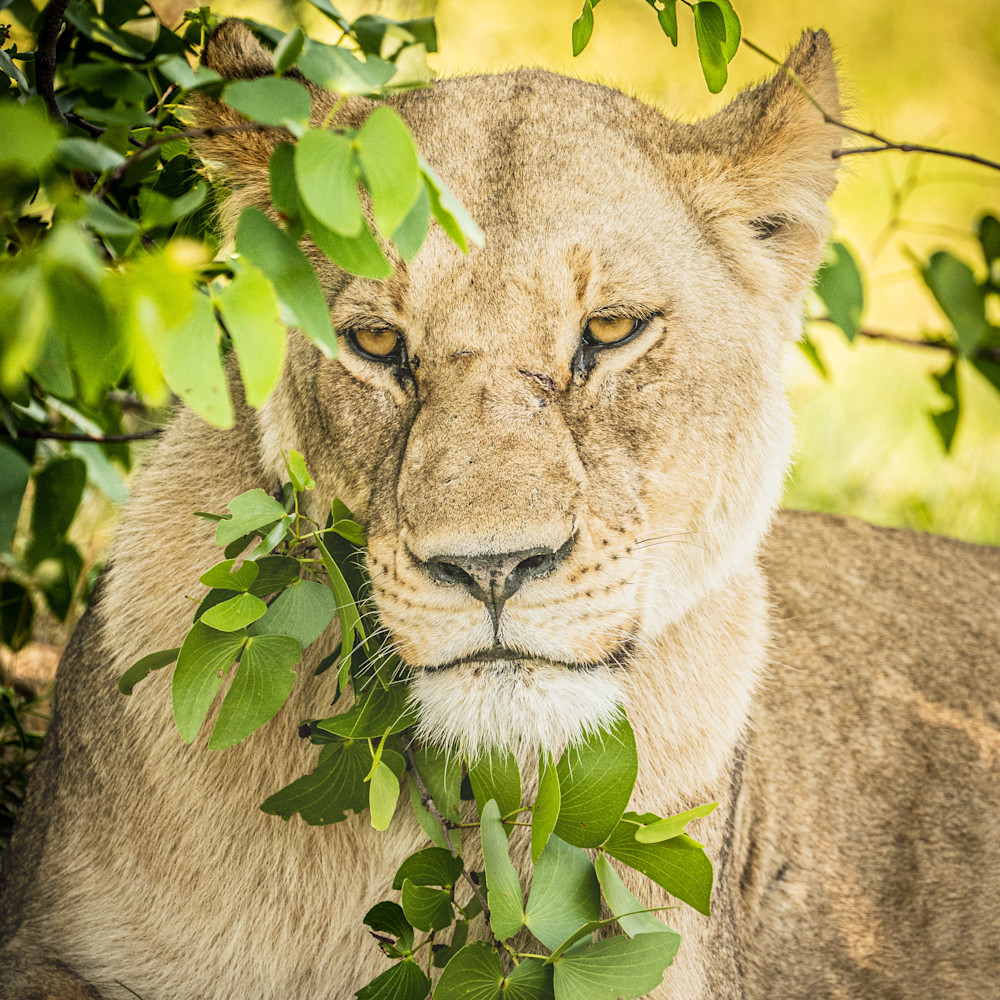 Lioness in Foliage