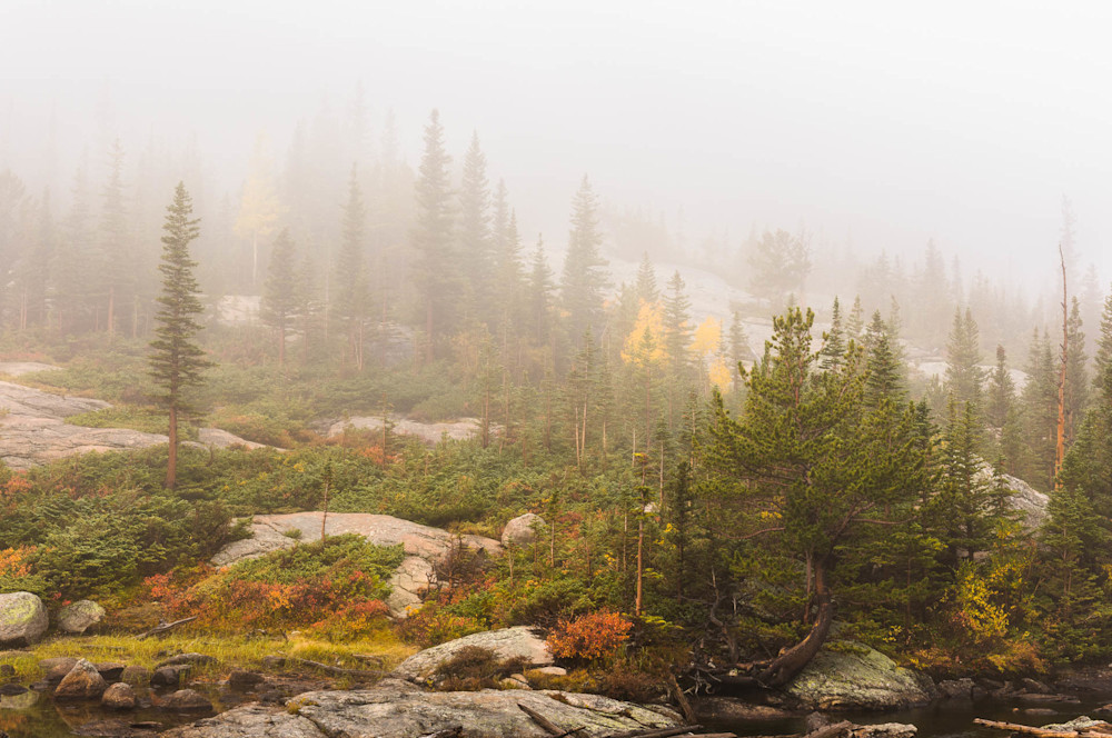Art photograph of forest in autumn mist by James Frank