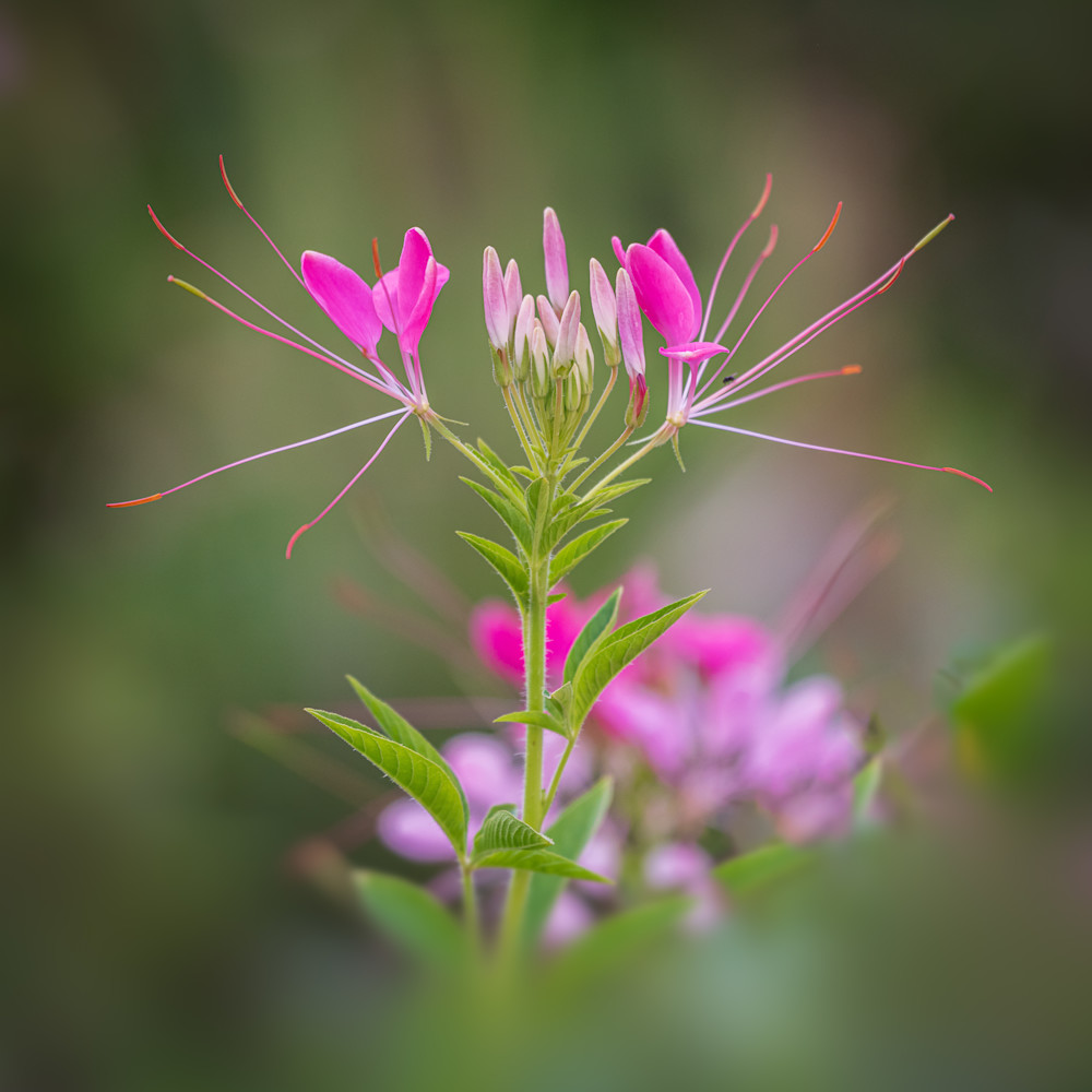 Cleome Photography Art | Ken Wiele Photography